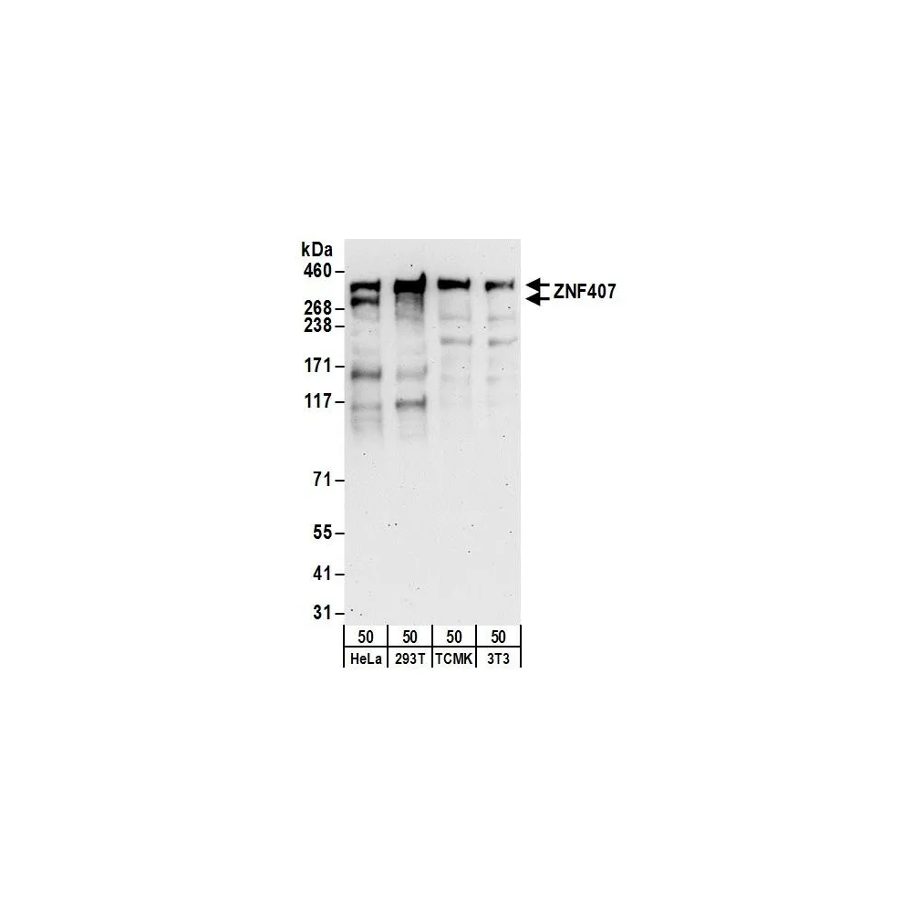 Rabbit anti-ZNF407 Antibody, Affinity Purified