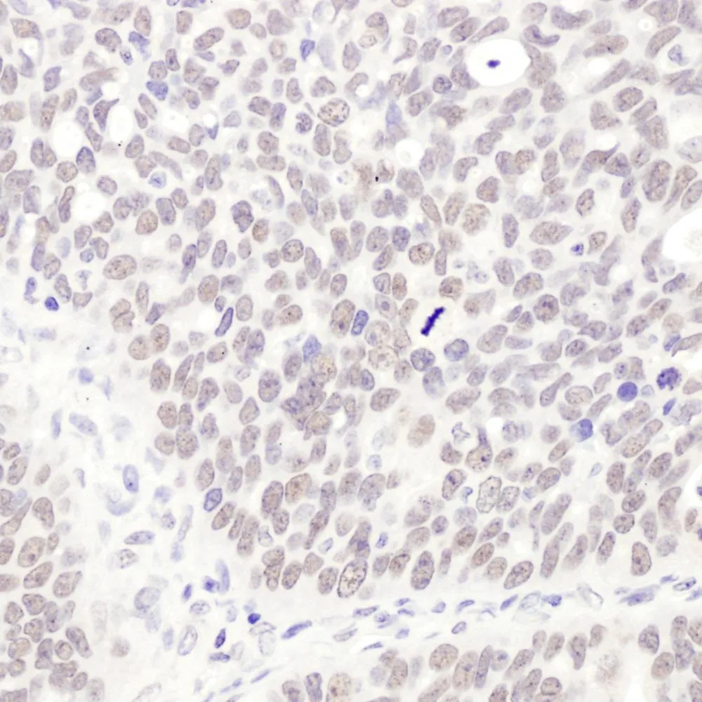 Rabbit anti-MEPCE Antibody, Affinity Purified