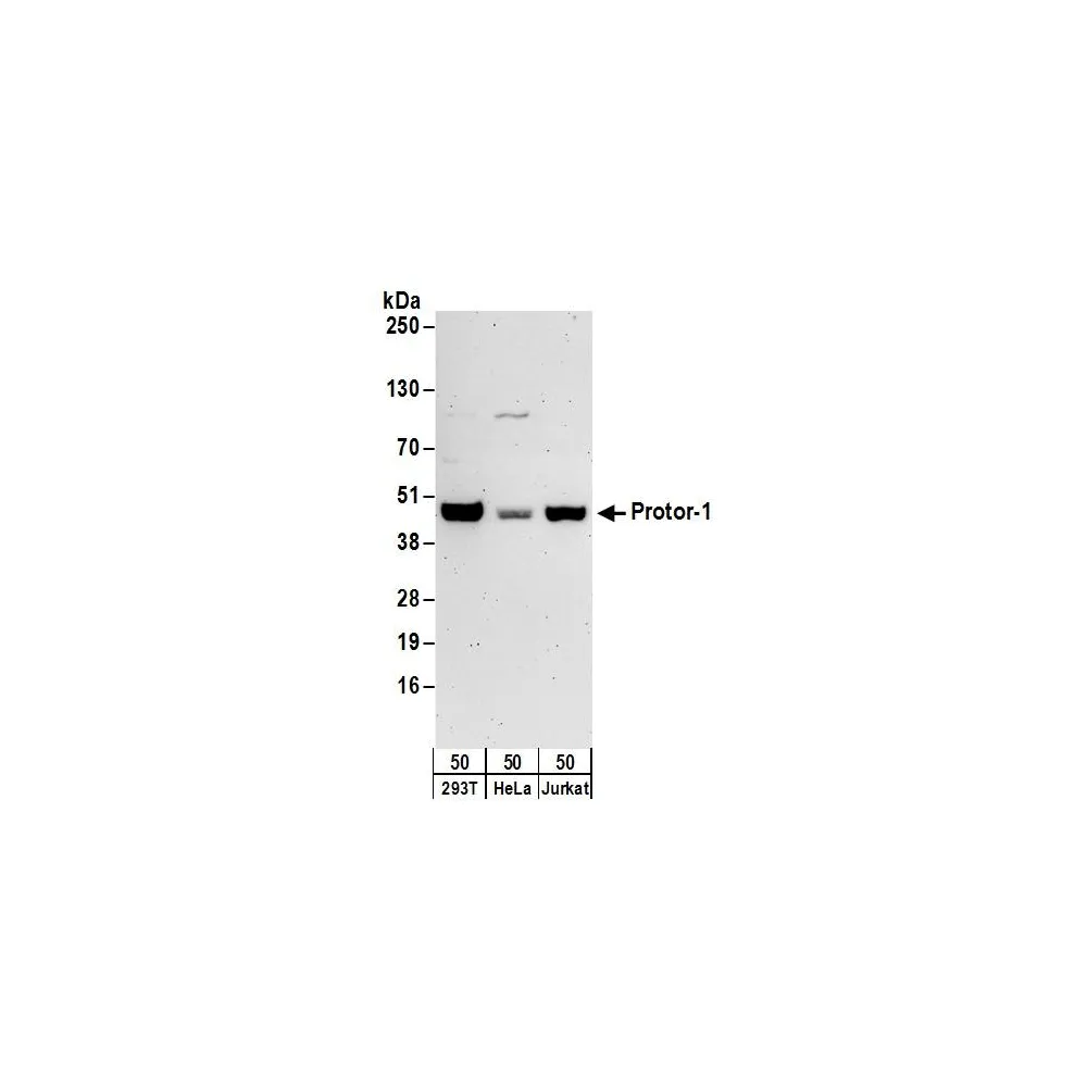 Rabbit anti-Protor-1 Antibody, Affinity Purified