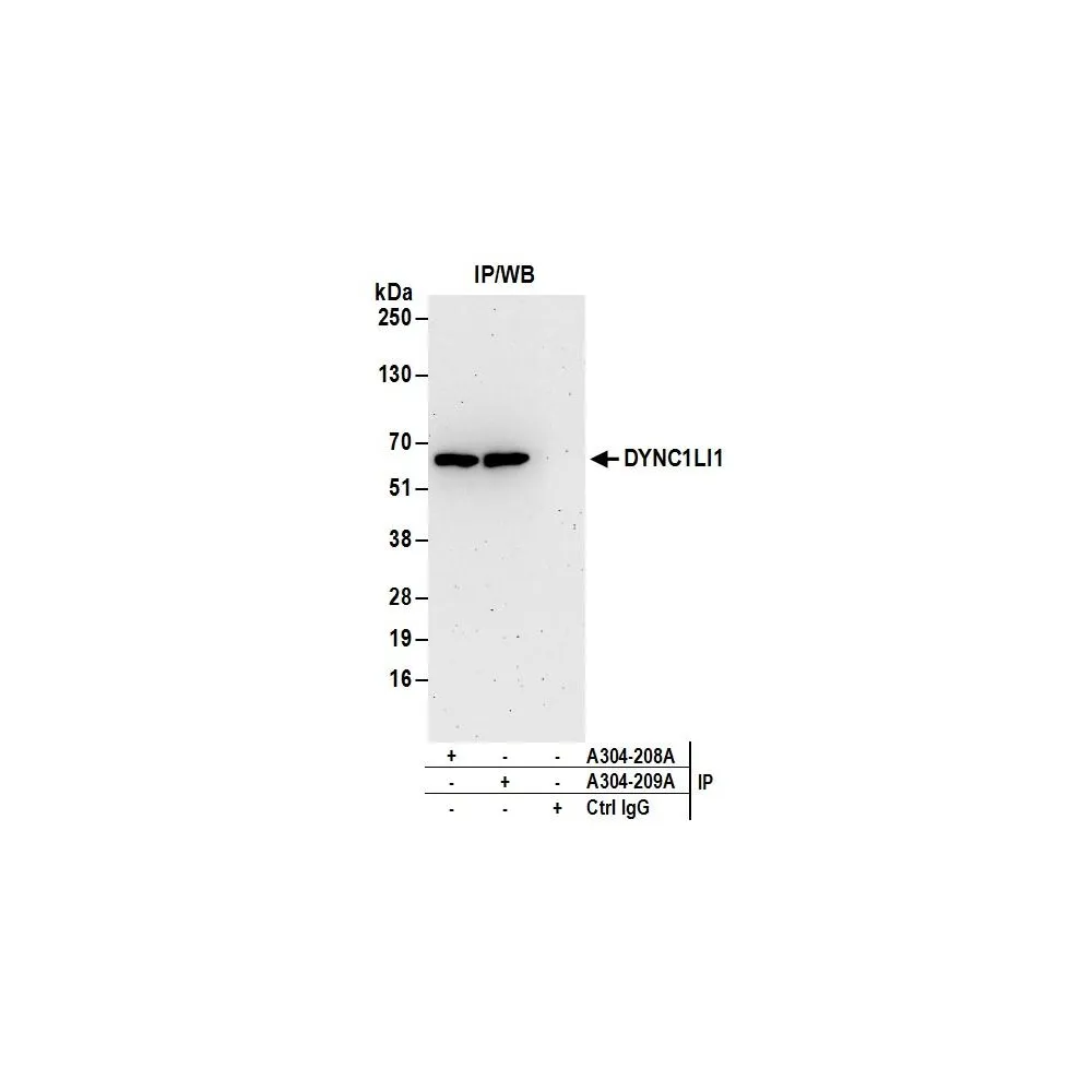 Rabbit anti-DYNC1LI1 Antibody, Affinity Purified
