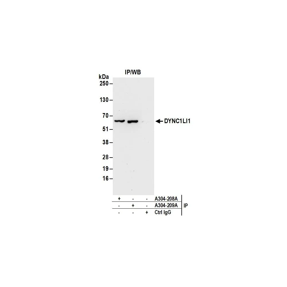Rabbit anti-DYNC1LI1 Antibody, Affinity Purified