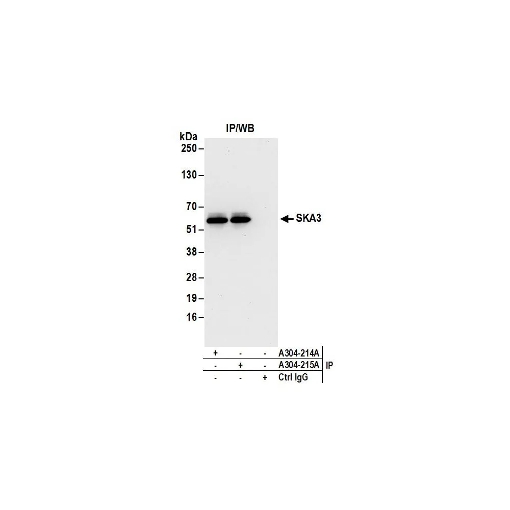Rabbit anti-SKA3 Antibody, Affinity Purified