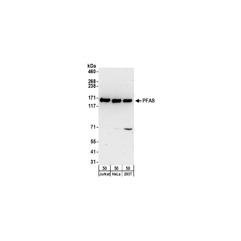 Rabbit anti-PFAS Antibody, Affinity Purified