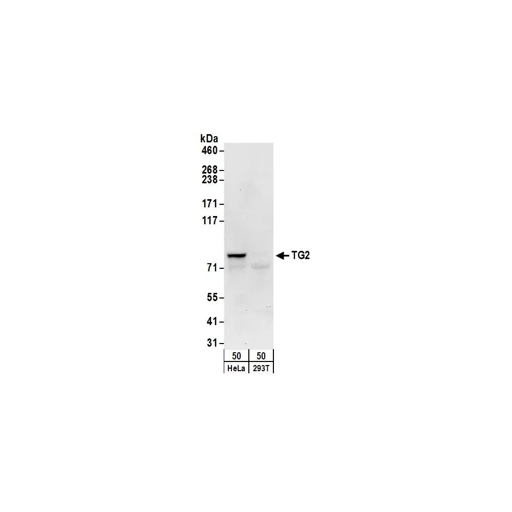 Rabbit anti-TG2 Antibody, Affinity Purified