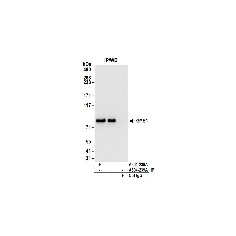 Rabbit anti-GYS1 Antibody, Affinity Purified