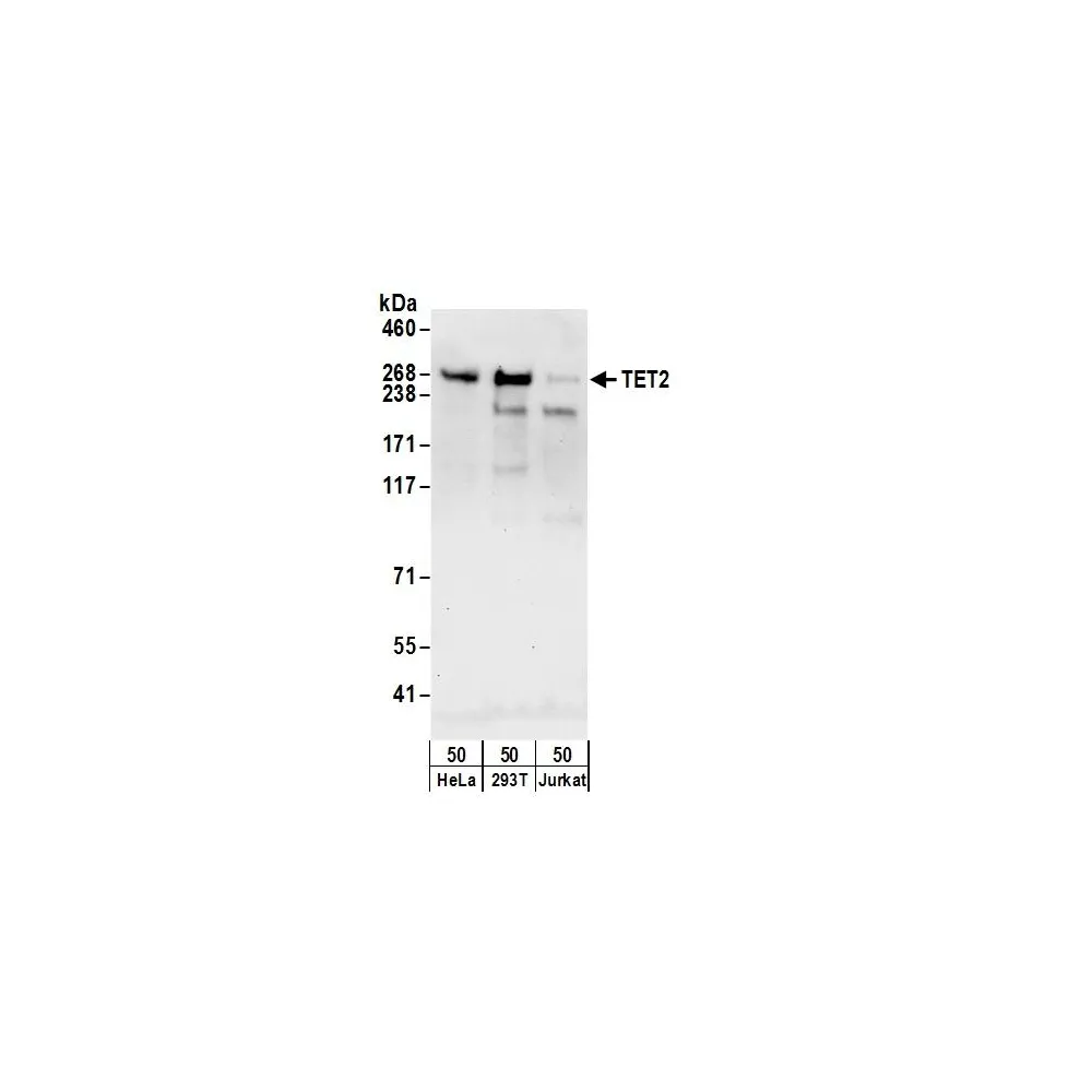 Rabbit anti-TET2 Antibody, Affinity Purified