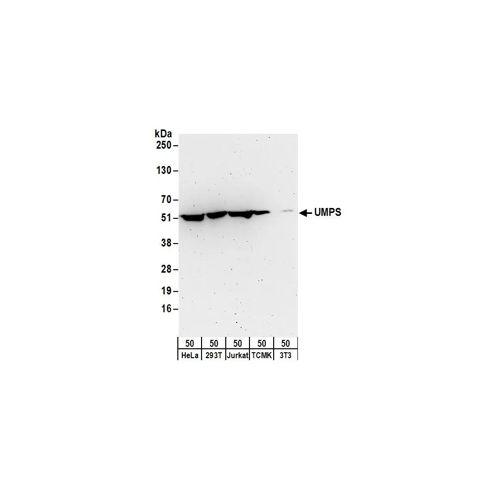 Rabbit anti-UMPS Antibody, Affinity Purified