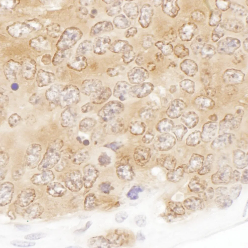 Rabbit anti-SHMT1 Antibody, Affinity Purified