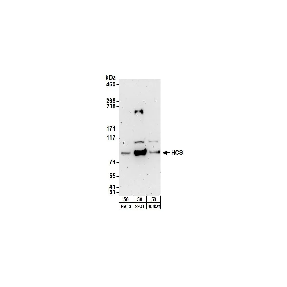 Rabbit anti-HCS Antibody, Affinity Purified