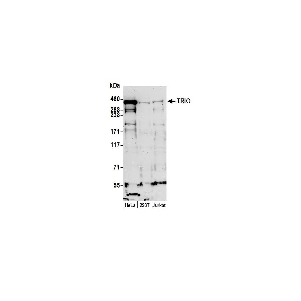 Rabbit anti-TRIO Antibody, Affinity Purified