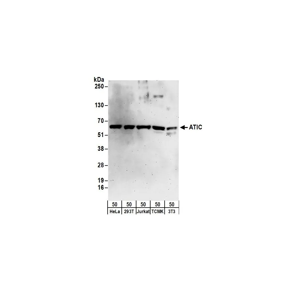 Rabbit anti-ATIC Antibody, Affinity Purified
