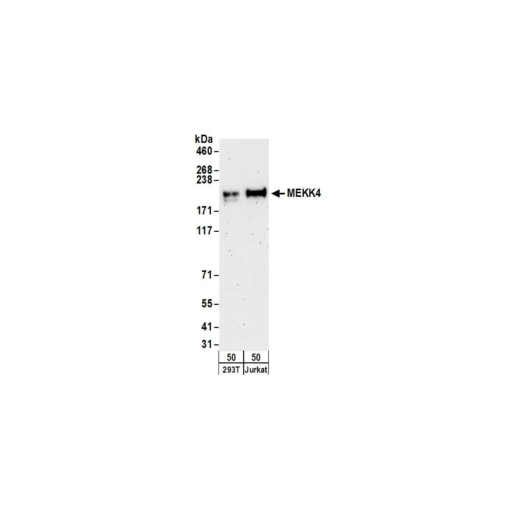 Rabbit anti-MEKK4 Antibody, Affinity Purified