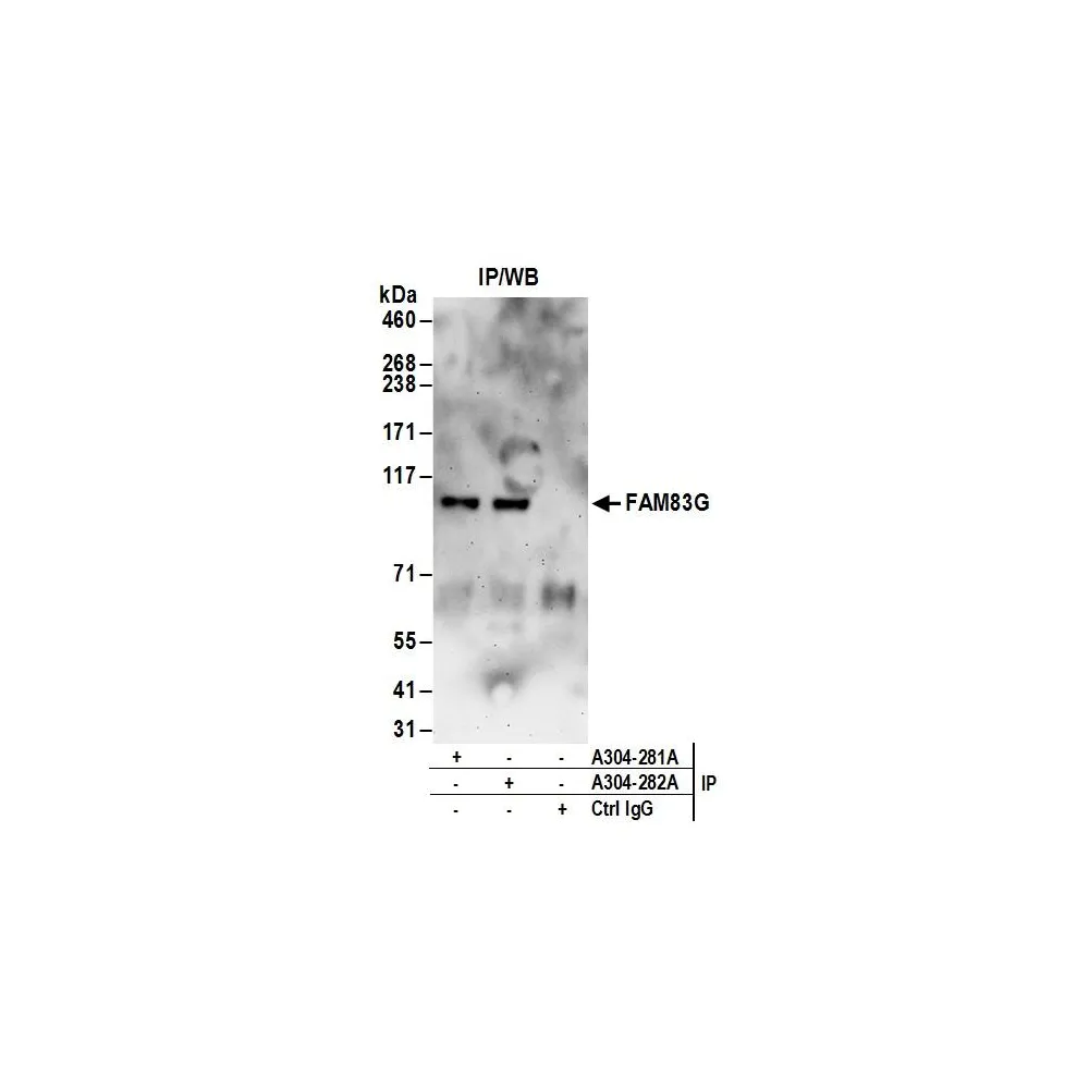 Rabbit anti-FAM83G Antibody, Affinity Purified