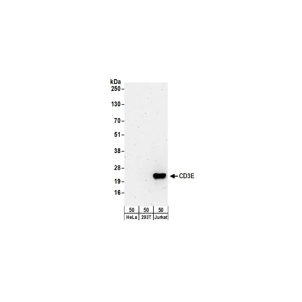 Rabbit anti-CD3E Antibody, Affinity Purified