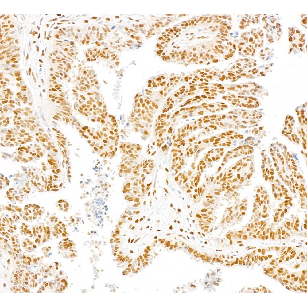 Rabbit anti-DPY30 Antibody, Affinity Purified