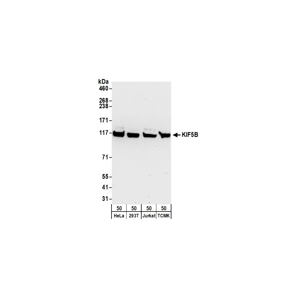 Rabbit anti-KIF5B Antibody, Affinity Purified