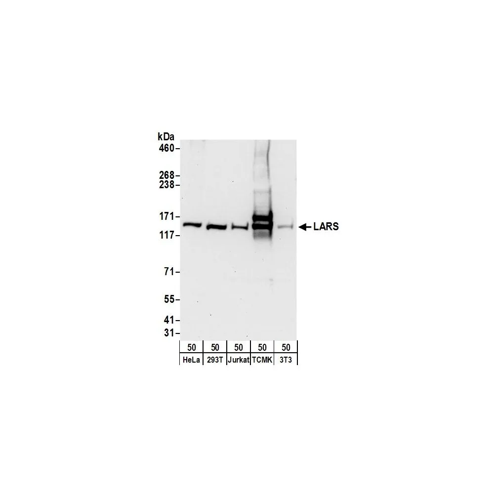 Rabbit anti-LARS Antibody, Affinity Purified