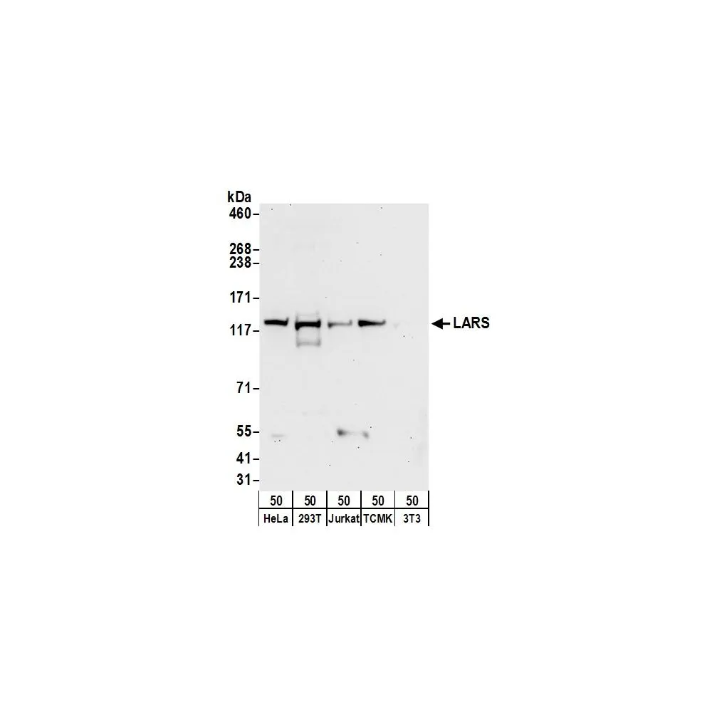 Rabbit anti-LARS Antibody, Affinity Purified