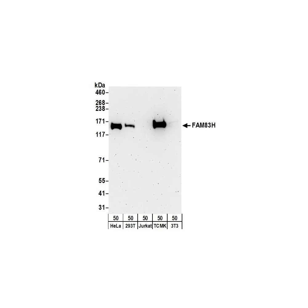 Rabbit anti-FAM83H Antibody, Affinity Purified