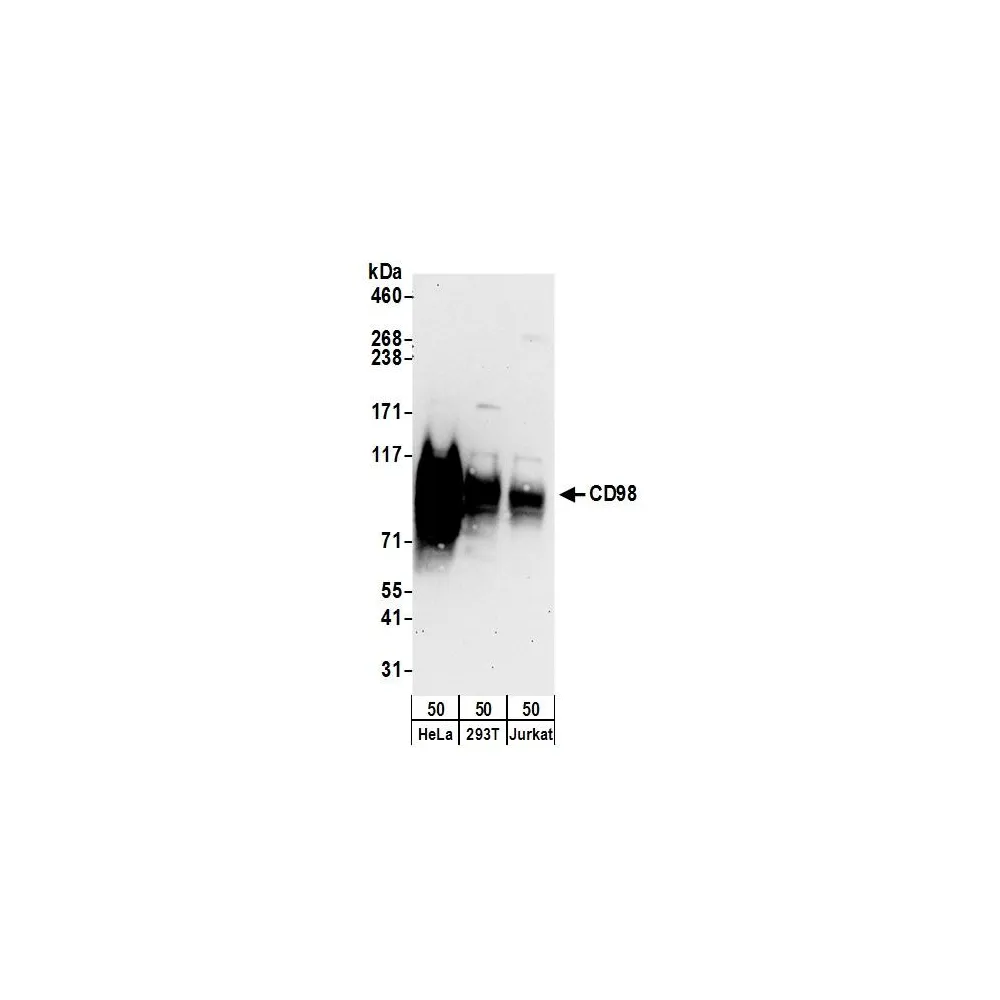 Rabbit anti-CD98 Antibody, Affinity Purified