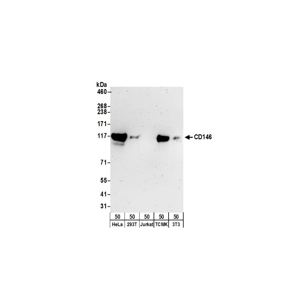 Rabbit anti-CD146 Antibody, Affinity Purified