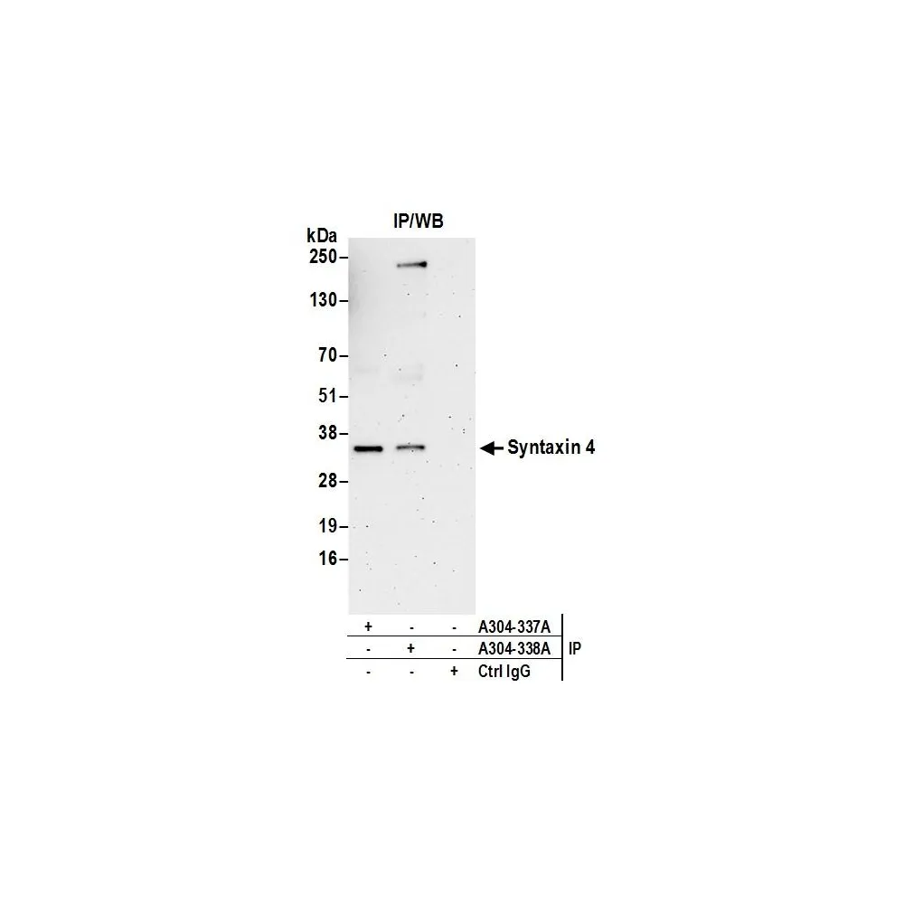 Rabbit anti-Syntaxin 4 Antibody, Affinity Purified