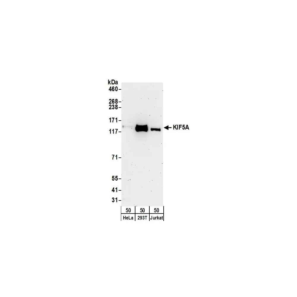 Rabbit anti-KIF5A Antibody, Affinity Purified