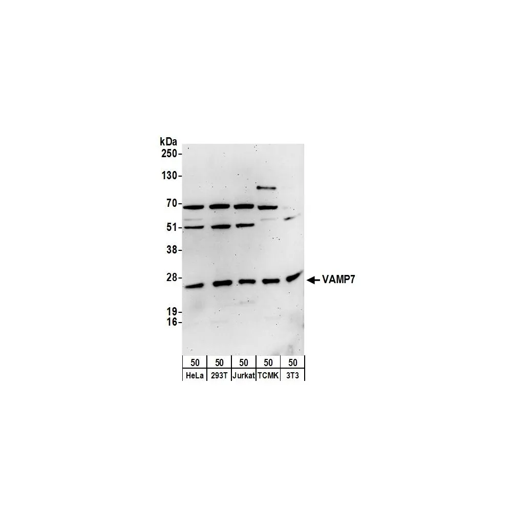 Rabbit anti-VAMP7 Antibody, Affinity Purified
