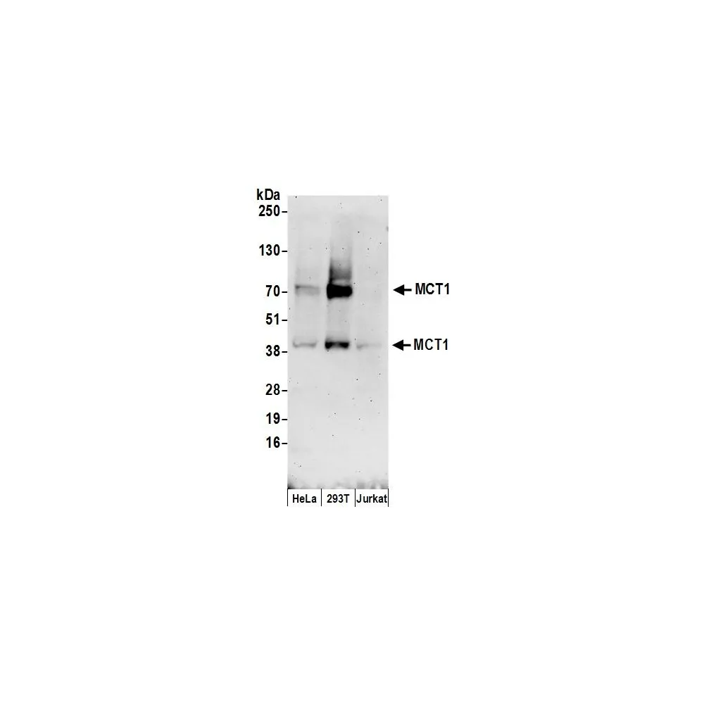 Rabbit anti-MCT1 Antibody, Affinity Purified