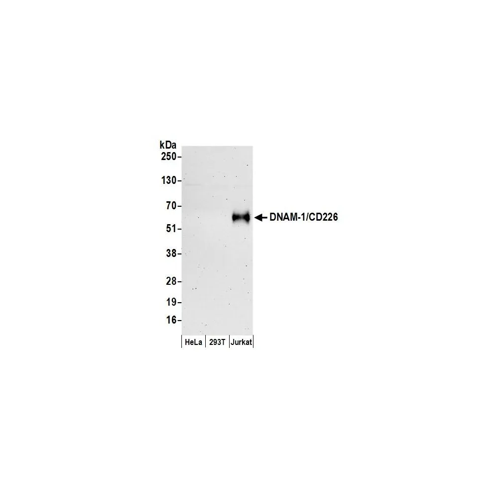 Rabbit anti-DNAM-1/CD226 Antibody, Affinity Purified