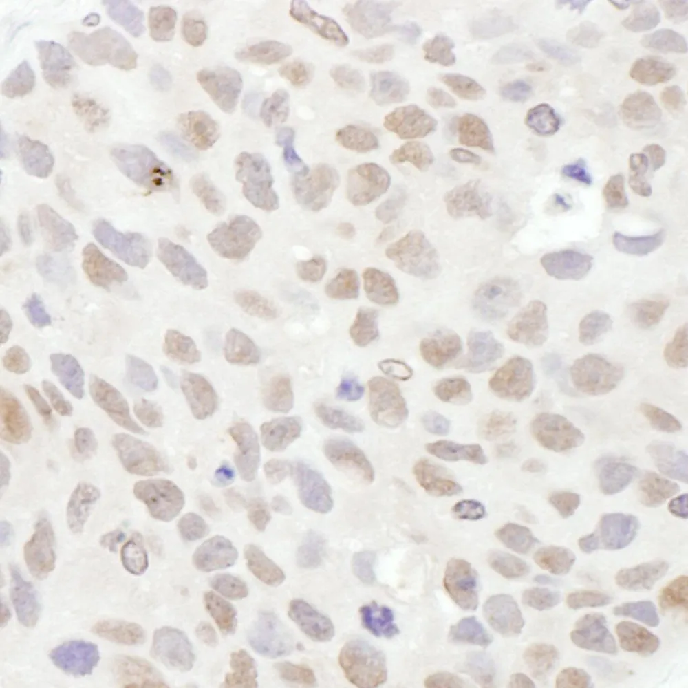 Rabbit anti-TDG Antibody, Affinity Purified