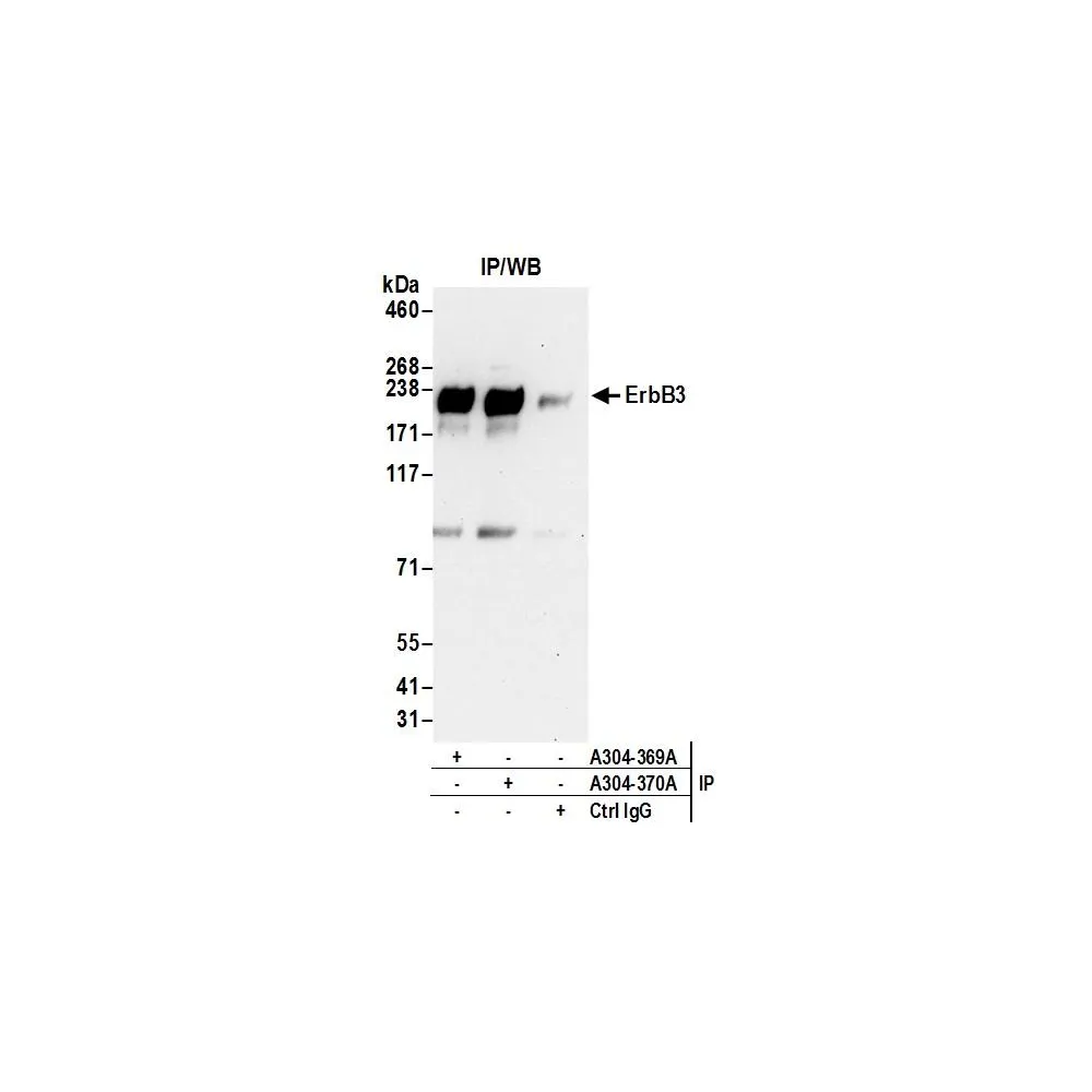 Rabbit anti-ErbB3 Antibody, Affinity Purified