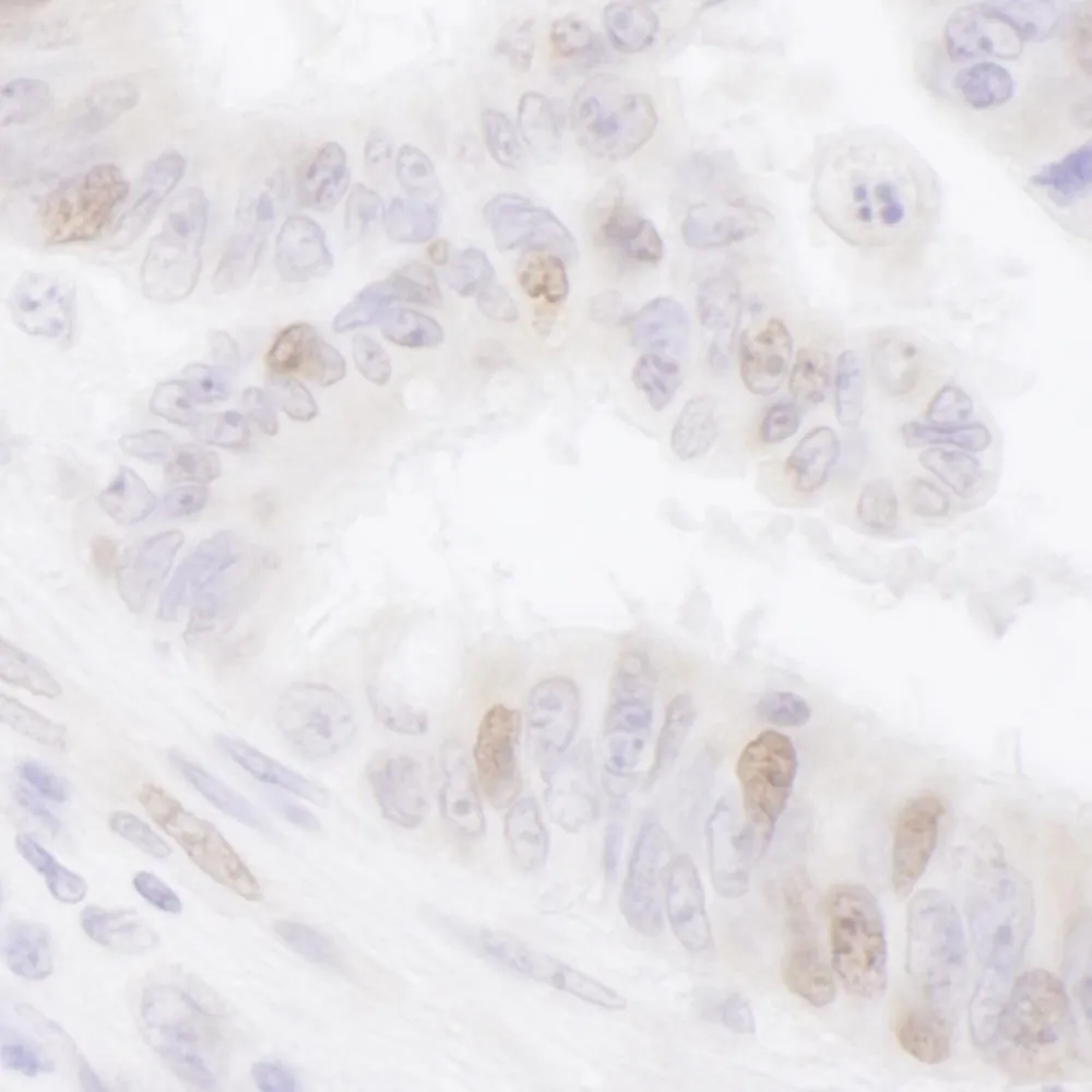 Rabbit anti-PAF Antibody, Affinity Purified