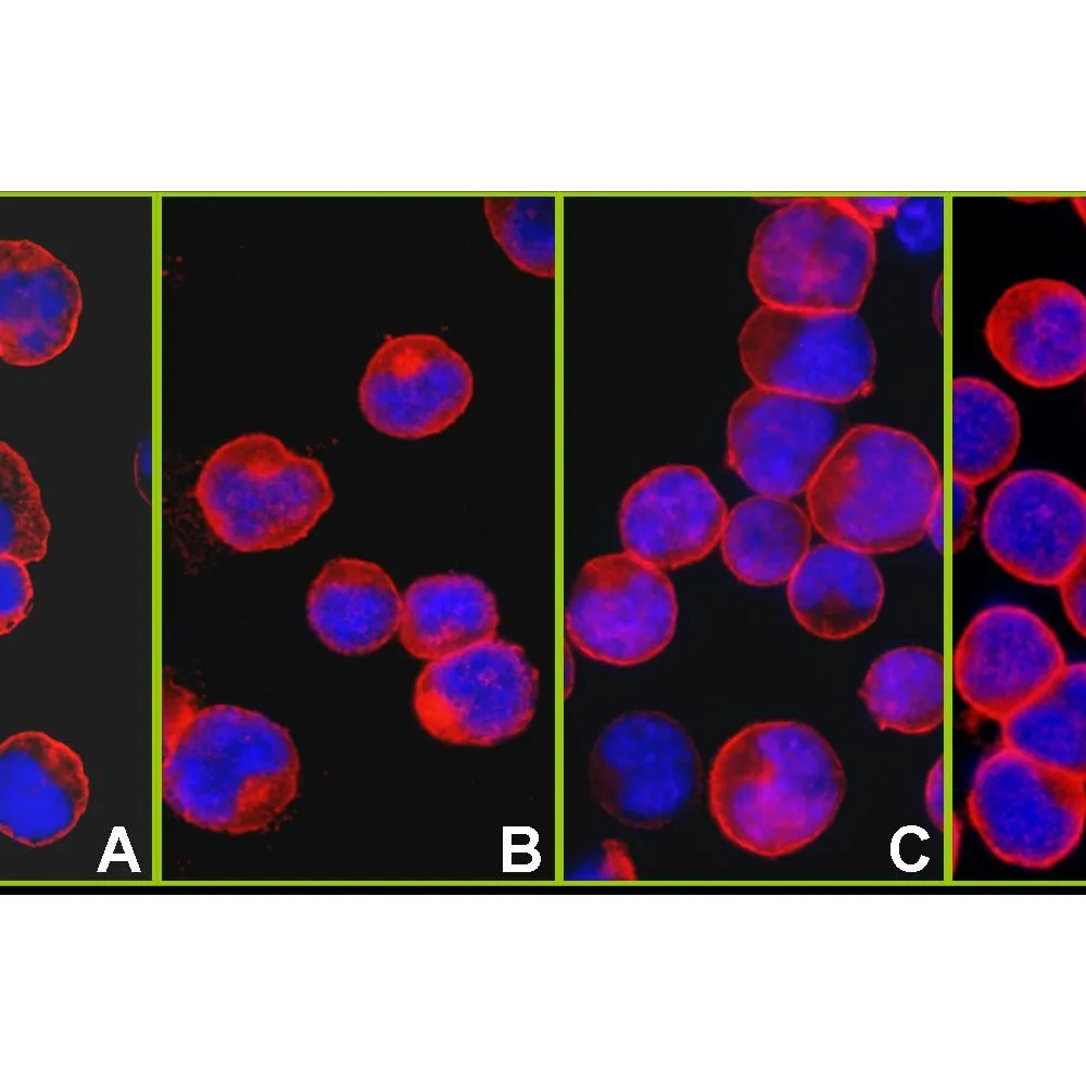 Rabbit anti-CD45 Antibody, Affinity Purified
