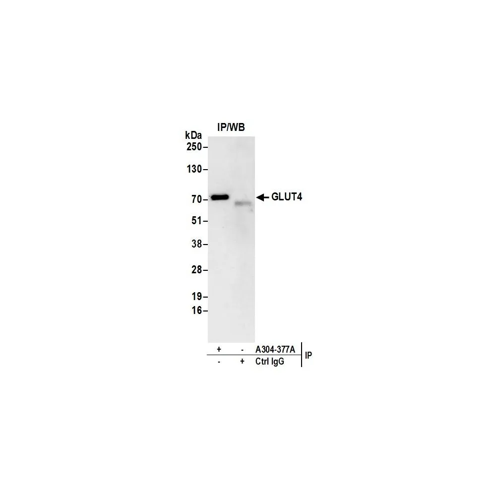 Rabbit anti-GLUT4 Antibody, Affinity Purified