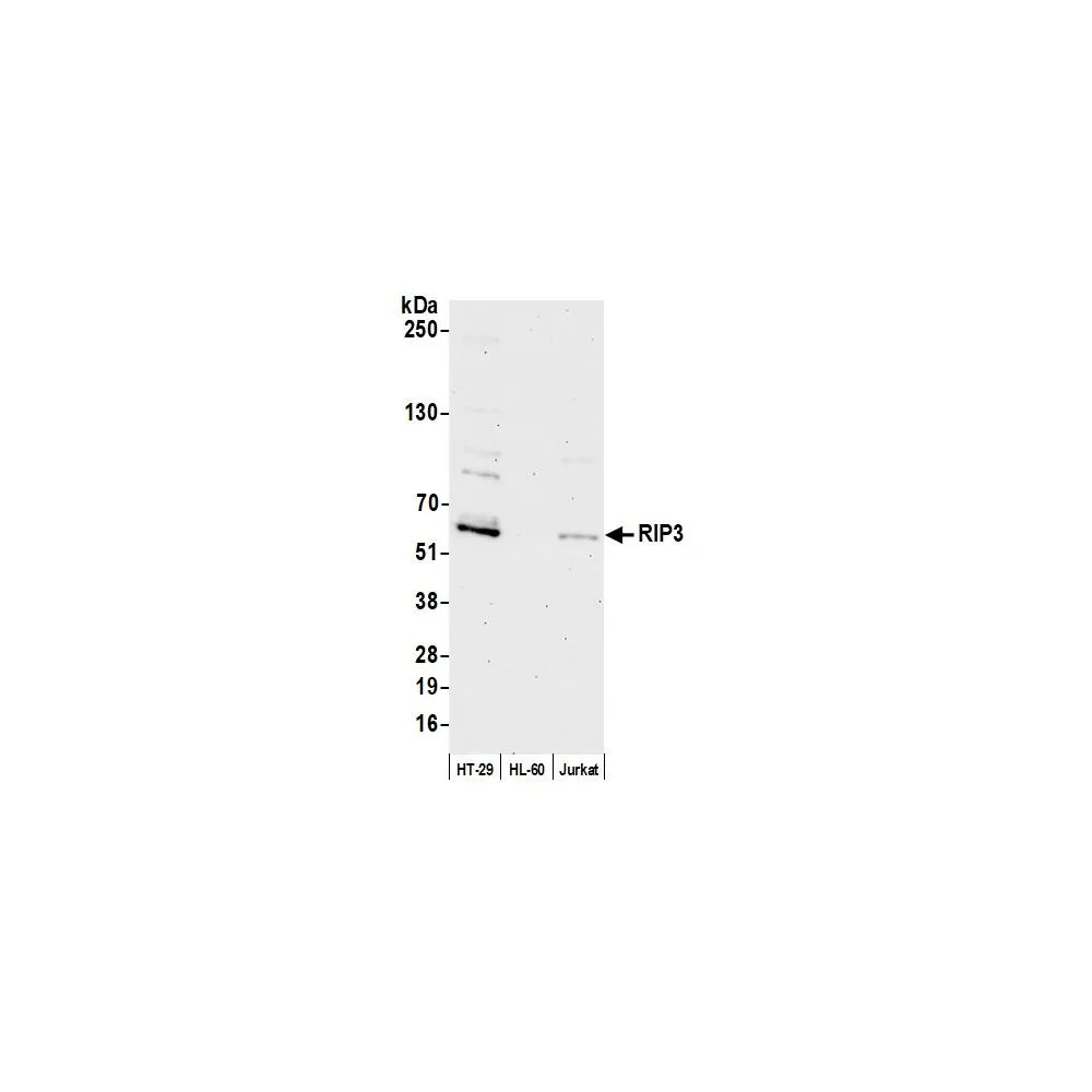 Rabbit anti-RIP3 Antibody, Affinity Purified