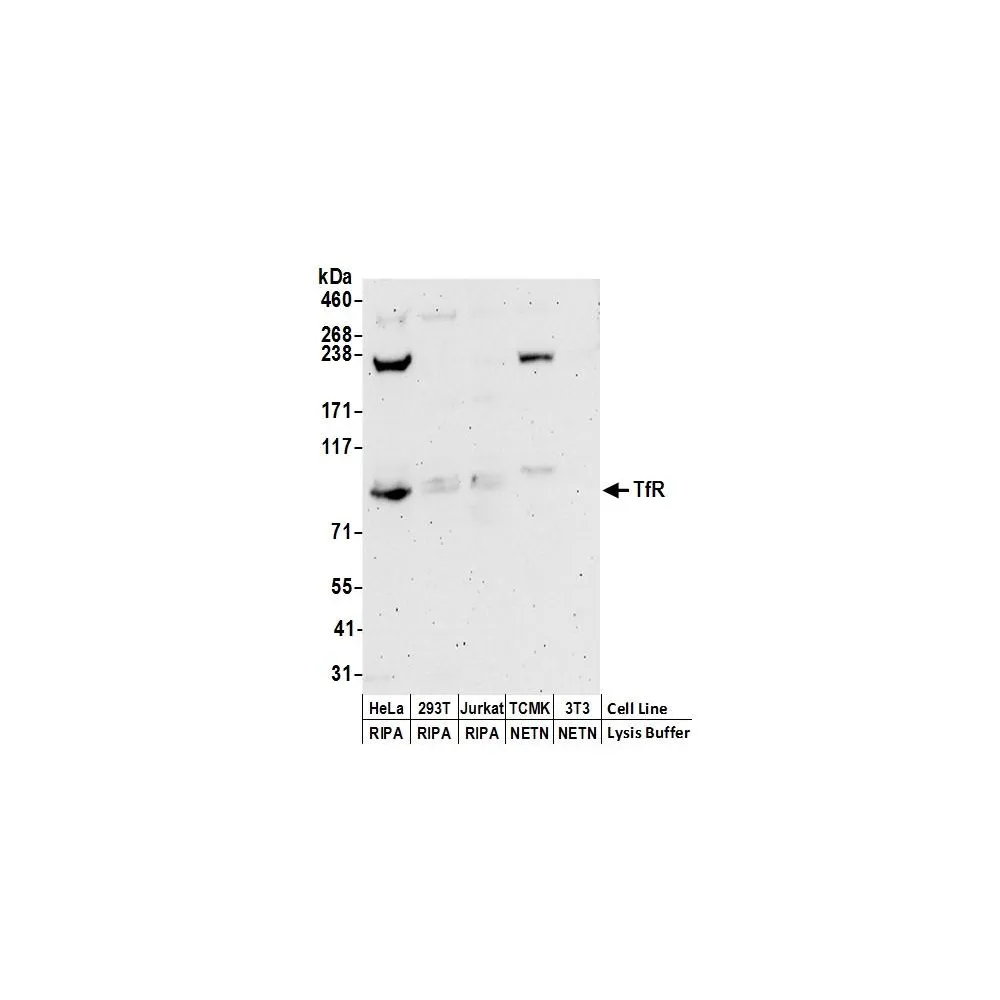 Rabbit anti-TfR Antibody, Affinity Purified