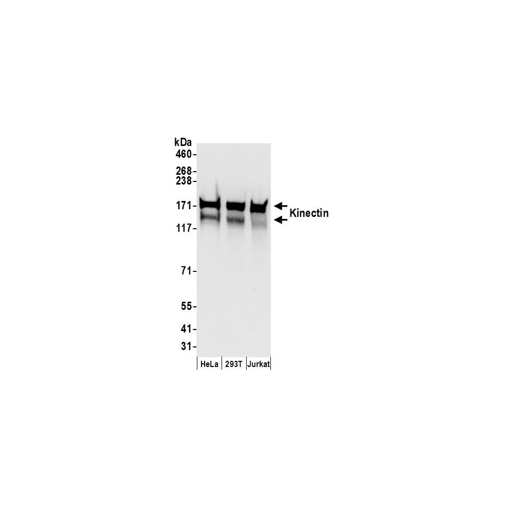 Rabbit anti-Kinectin Antibody, Affinity Purified