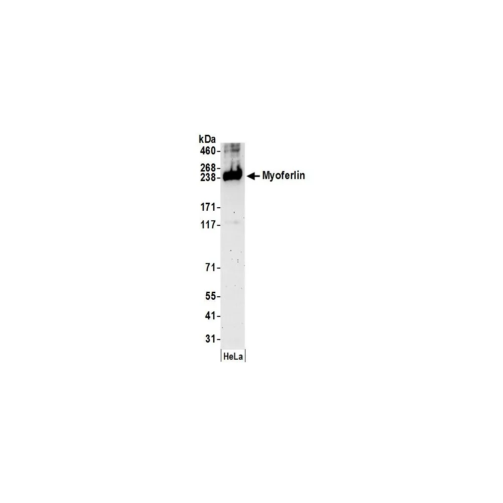 Rabbit anti-Myoferlin Antibody, Affinity Purified