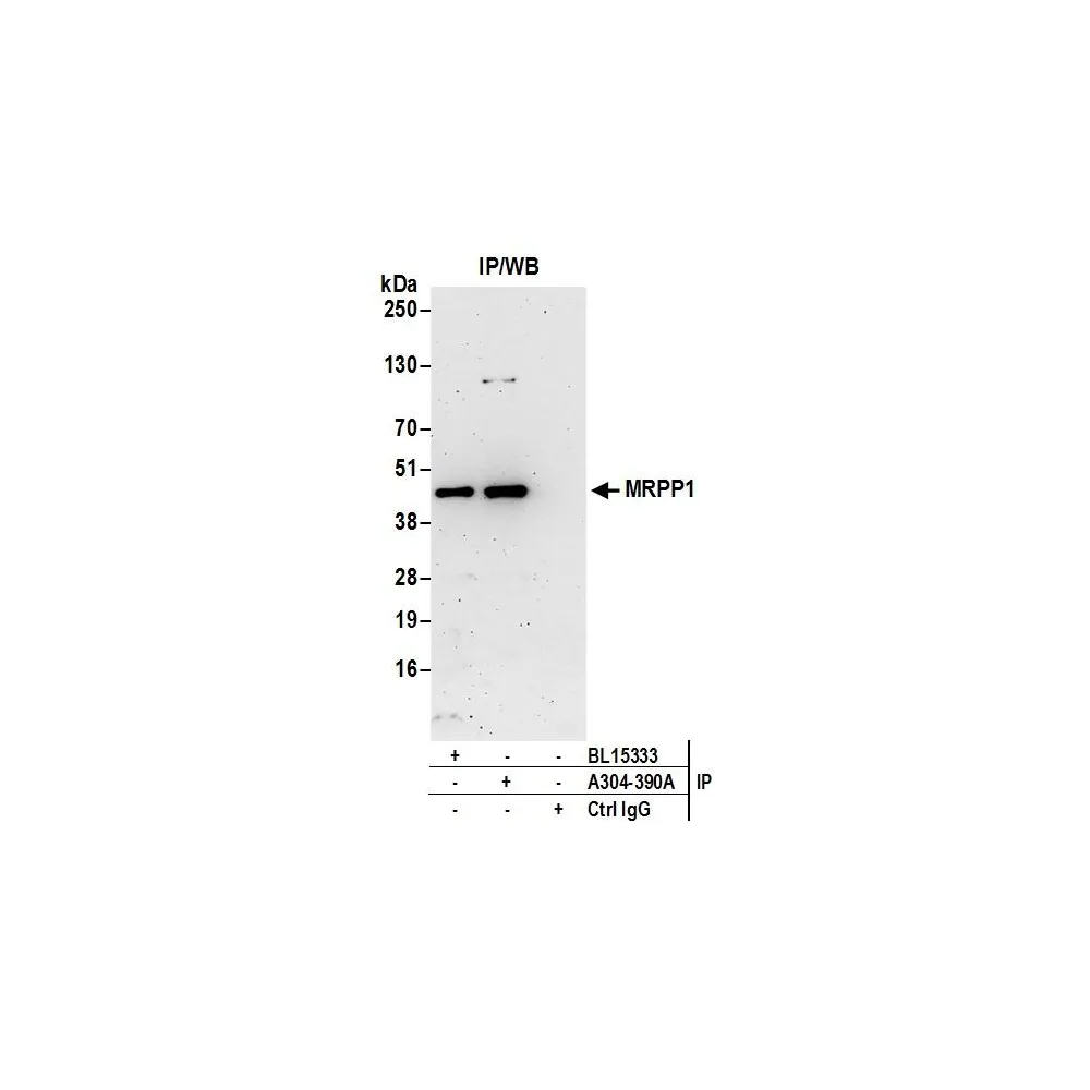 Rabbit anti-MRPP1 Antibody, Affinity Purified