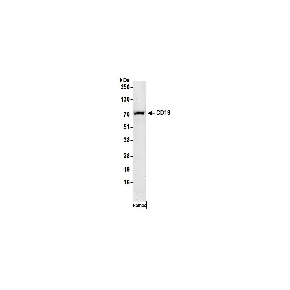 Rabbit anti-CD19 Antibody, Affinity Purified