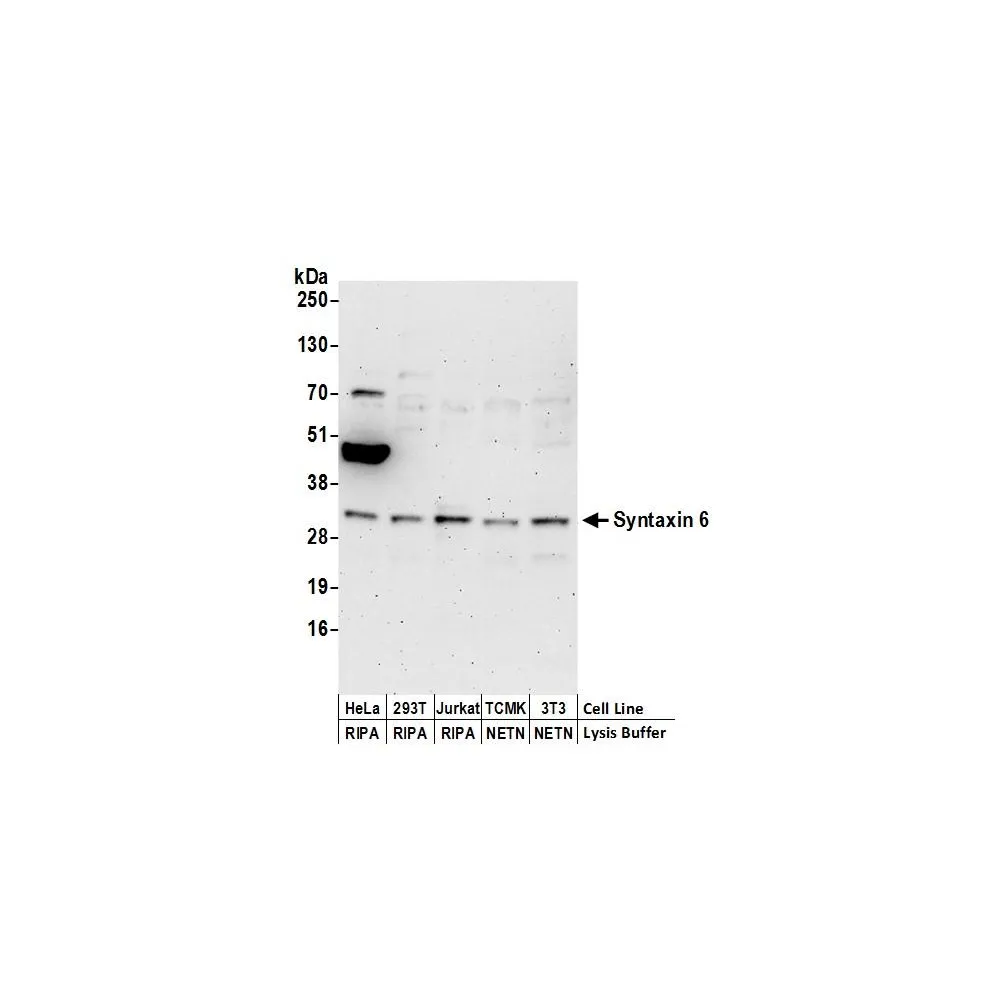 Rabbit anti-Syntaxin 6 Antibody, Affinity Purified