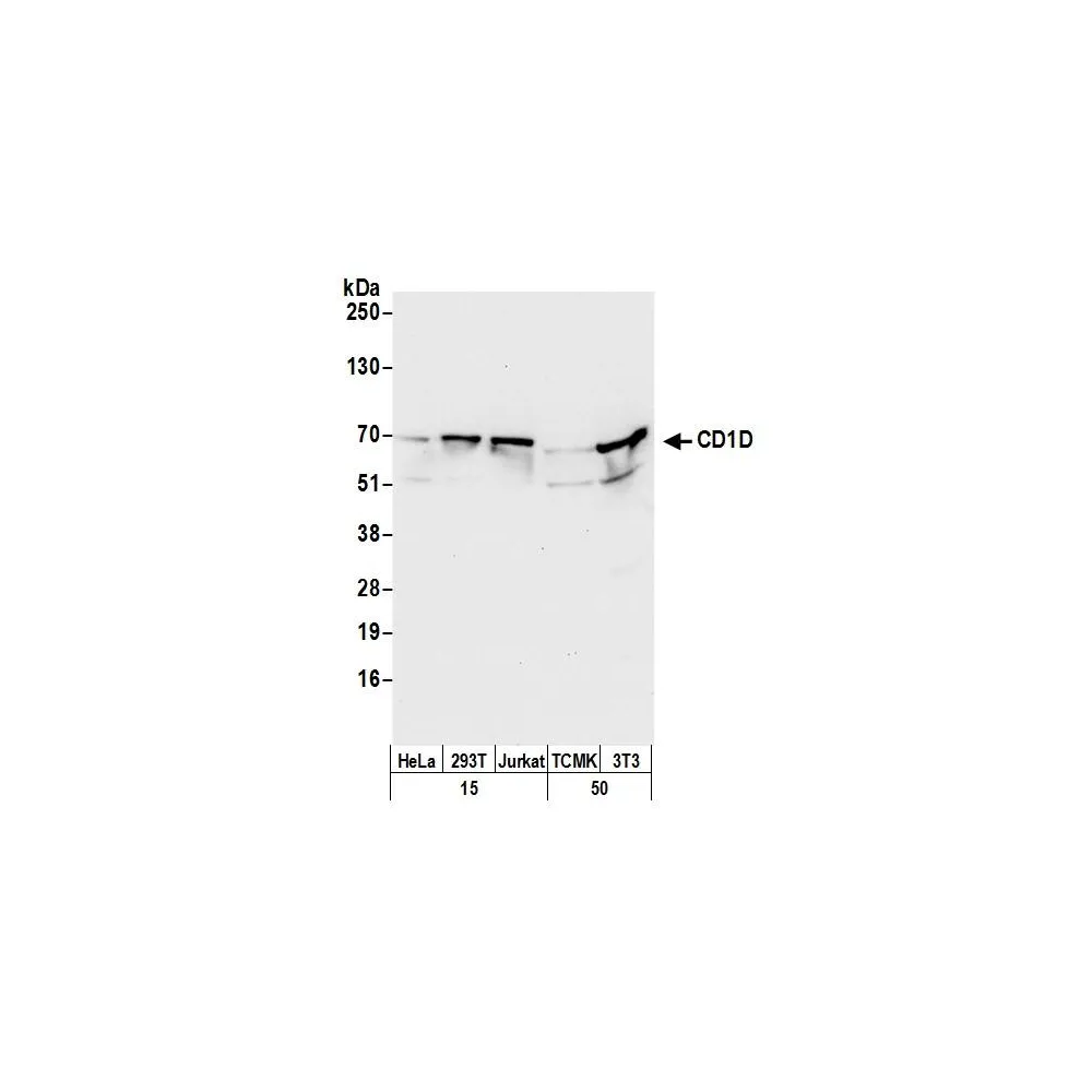 Rabbit anti-CD1D Antibody, Affinity Purified