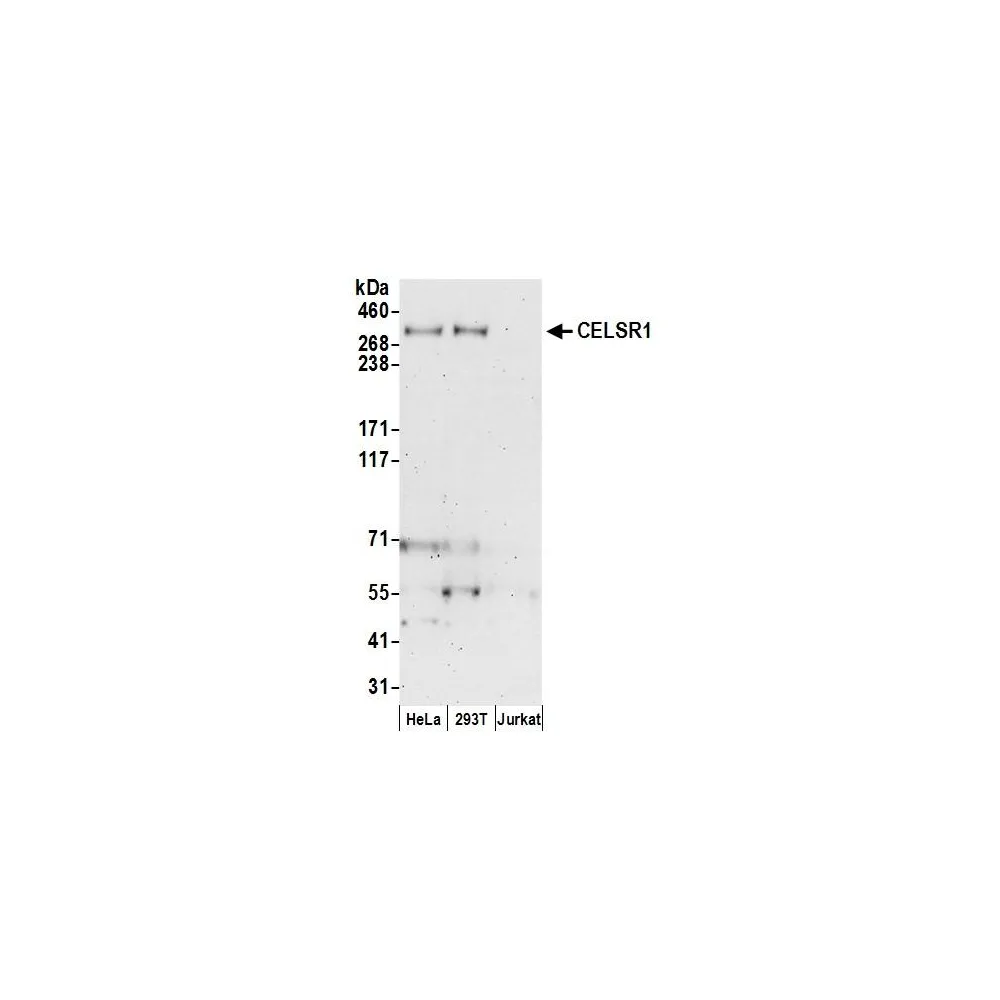 Rabbit anti-CELSR1 Antibody, Affinity Purified
