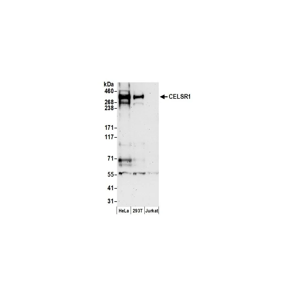 Rabbit anti-CELSR1 Antibody, Affinity Purified