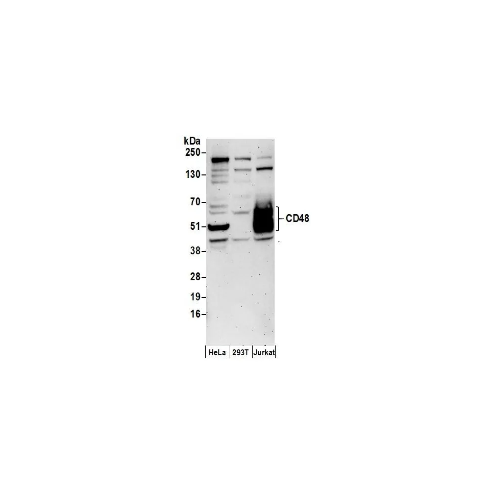 Rabbit anti-CD48 Antibody, Affinity Purified