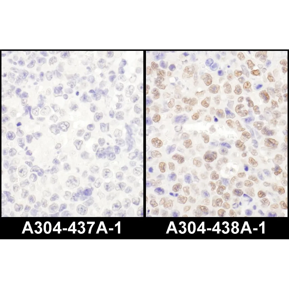 Rabbit anti-LAS1L Antibody, Affinity Purified