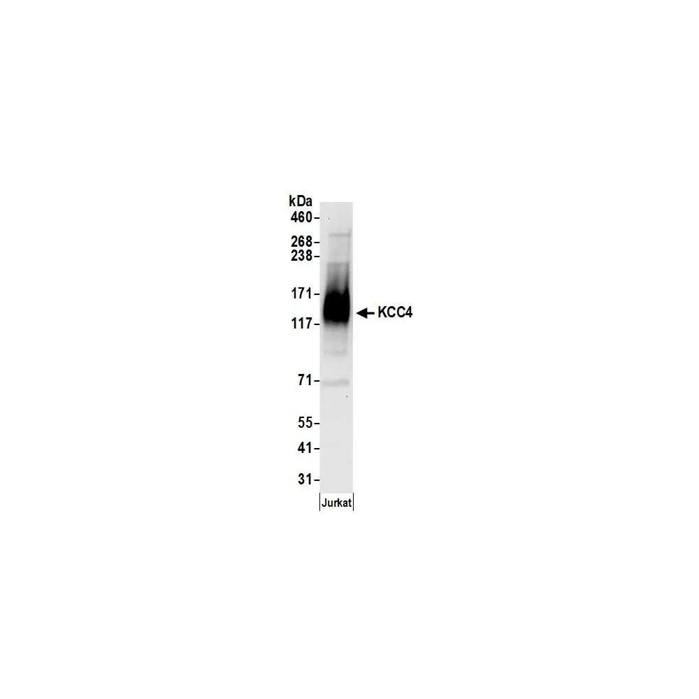 Rabbit anti-KCC4 Antibody, Affinity Purified