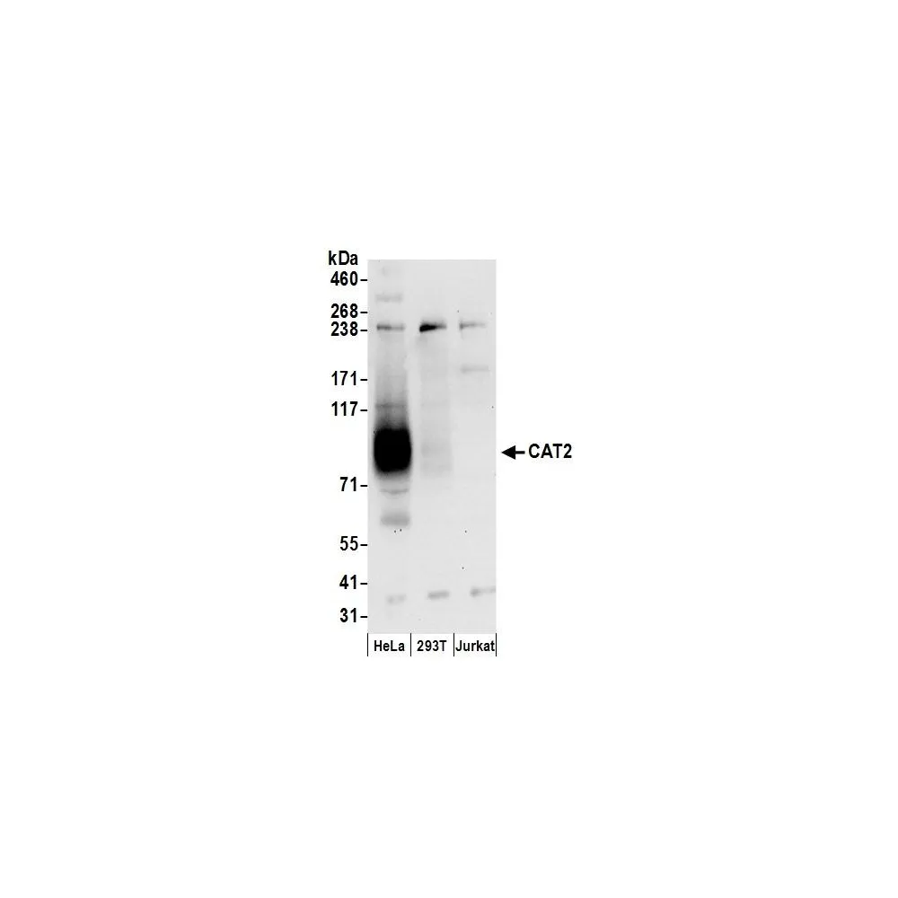 Rabbit anti-CAT2 Antibody, Affinity Purified