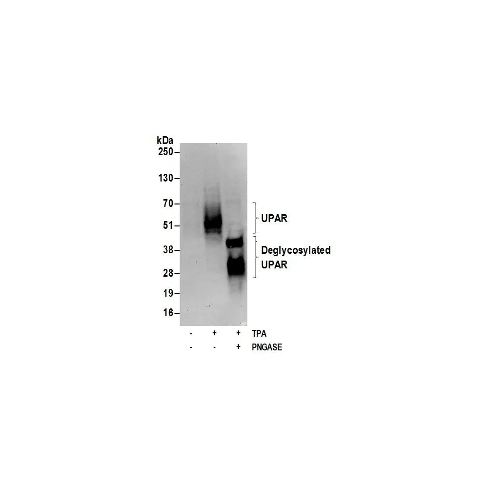 Rabbit anti-UPAR Antibody, Affinity Purified